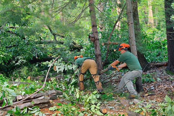 Reliable Elwood, UT Tree Service Solutions